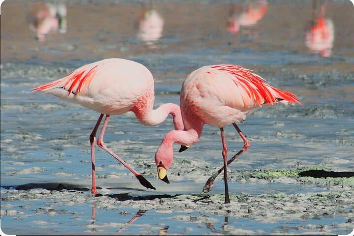 Birdwatching at Geelbek Hide — West Coast National Park Guided Tour
