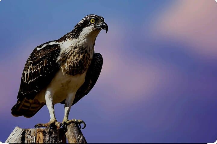 Birdwatching at Geelbek Hide — West Coast National Park Guided Tour photo 2