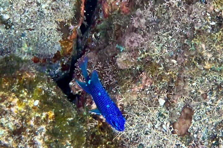 Private Snorkeling Boat Tour from Tamarindo to Playa Conchal photo 2
