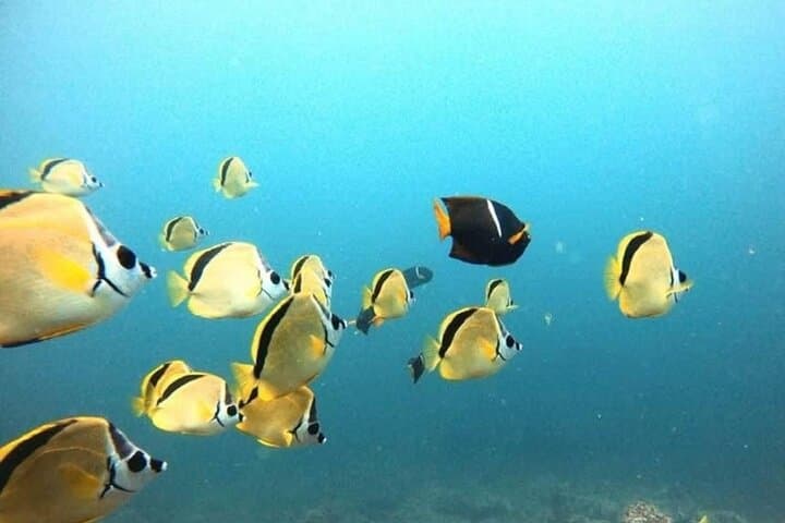 Private Snorkeling Boat Tour from Tamarindo to Playa Conchal photo 3