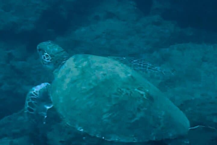 Private Snorkeling Boat Tour from Tamarindo to Playa Conchal photo 6