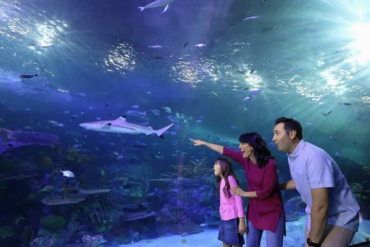 Under the Glass: Exploring Aquaria KLCC’s 90-Meter Underwater Tunnel photo 4