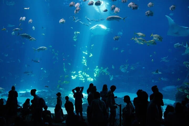 Under the Glass: Exploring Aquaria KLCC’s 90-Meter Underwater Tunnel photo 6