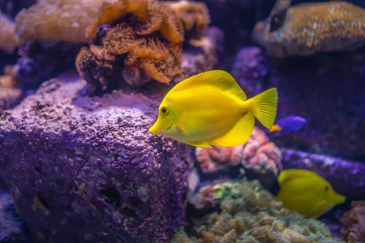 Under the Glass: Exploring Aquaria KLCC’s 90-Meter Underwater Tunnel photo 3