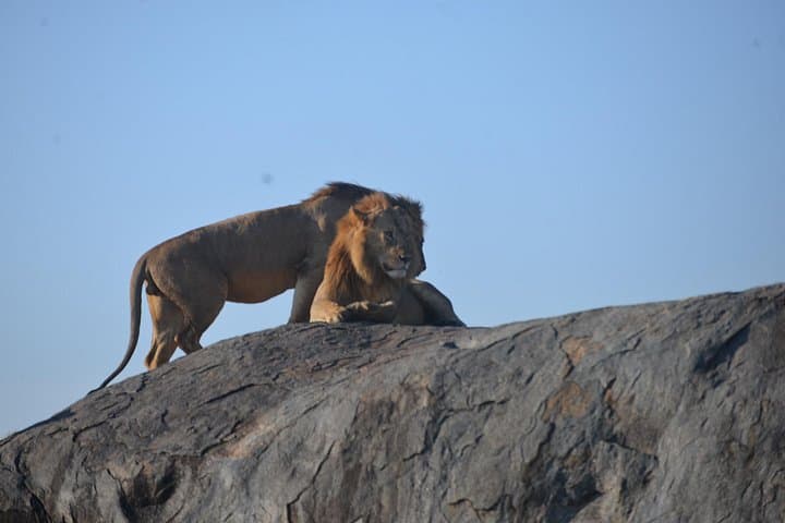 4-Day Safari: Tarangire, Serengeti & Ngorongoro Crater photo 2