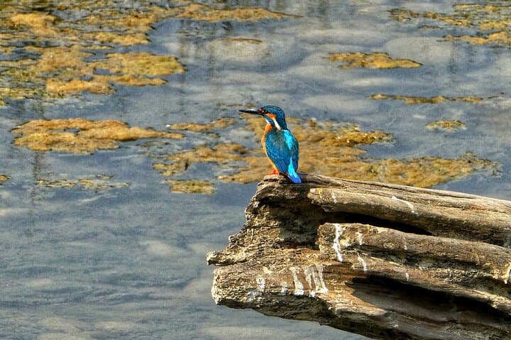 3-Hour Birdwatching in Pokhara — Phewa Lake Wetlands & Stupa Trails
