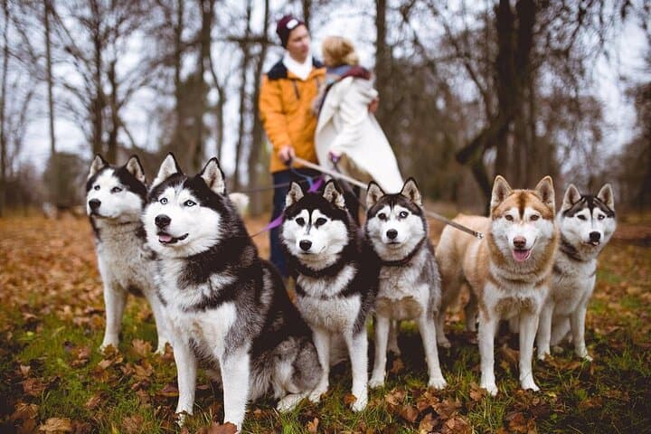 Cani-Cross at Kõrvemaa: Husky Park Hike from Tallinn
