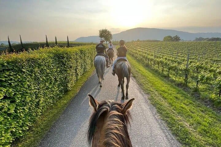 Private Verona & Valpolicella Vineyard Tour with Wine Tasting and Horseback Ride photo 1