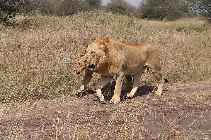 3-Day Masai Mara Safari: Game Drives, Mara River & Maasai Village photo 1