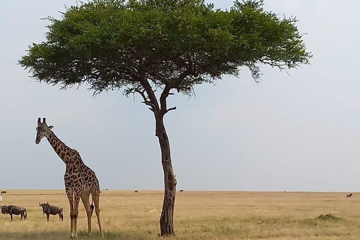 3-Day Masai Mara Safari: Game Drives, Mara River & Maasai Village photo 2