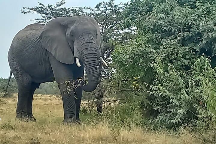 3-Day Masai Mara Safari: Game Drives, Mara River & Maasai Village photo 3