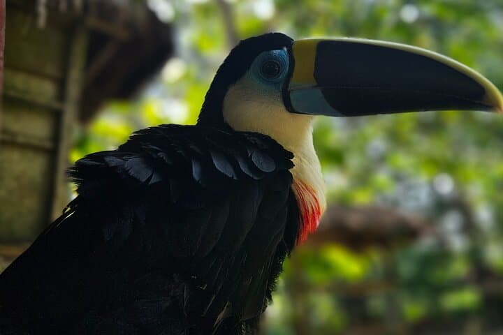3-Day Yanayacu Jungle Camping: Iquitos Amazon Adventure photo 6