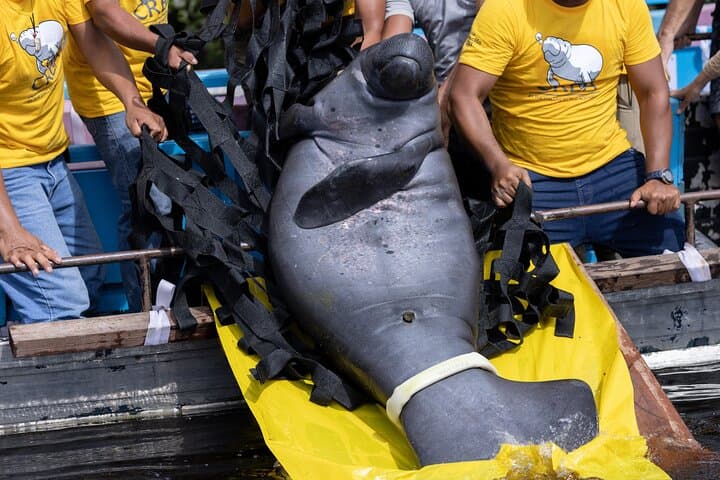 Amazon Rescue Center (Iquitos): Manatee Conservation Visit and Rehabilitation Tour photo 5