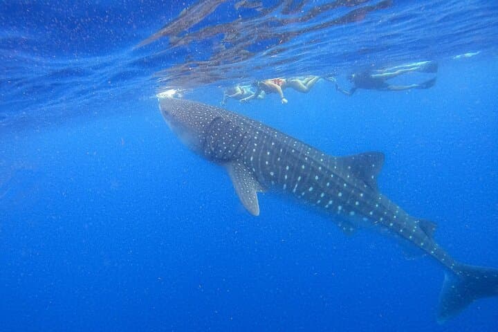 Swim with Whale Sharks from Isla Holbox — Cabo Catoche Snorkel & Ceviche