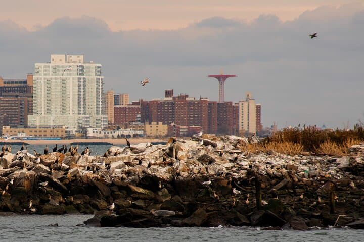 Winter Seal Cruise: NYC Sightseeing & Wildlife Boat Tour from Chelsea Piers photo 4