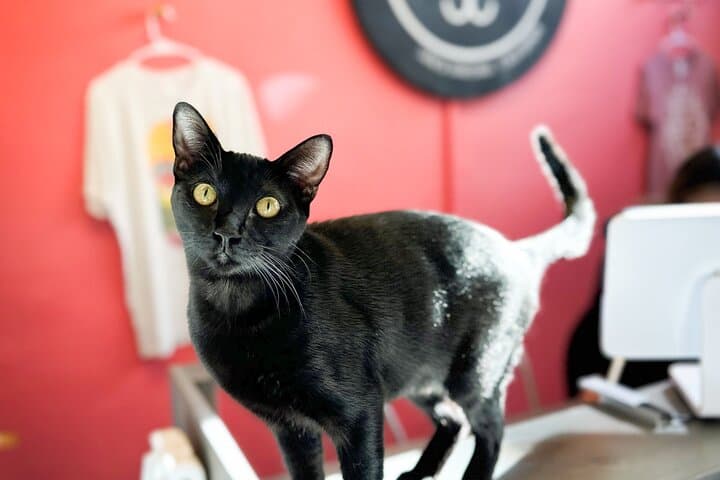 Santa Barbara Cat Therapy Visit: Meet Rescued Cats and Support Local Adoption