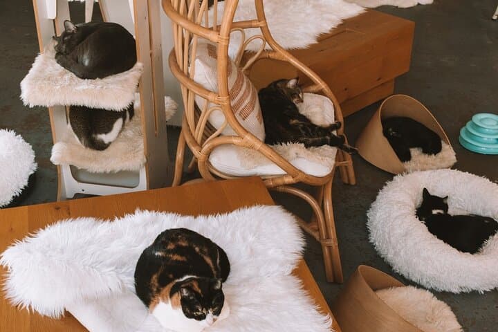 Santa Barbara Cat Therapy Visit: Meet Rescued Cats and Support Local Adoption photo 2