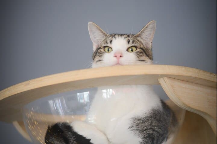 Santa Barbara Cat Therapy Visit: Meet Rescued Cats and Support Local Adoption photo 4