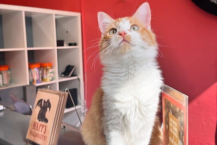 Santa Barbara Cat Therapy Visit: Meet Rescued Cats and Support Local Adoption photo 5