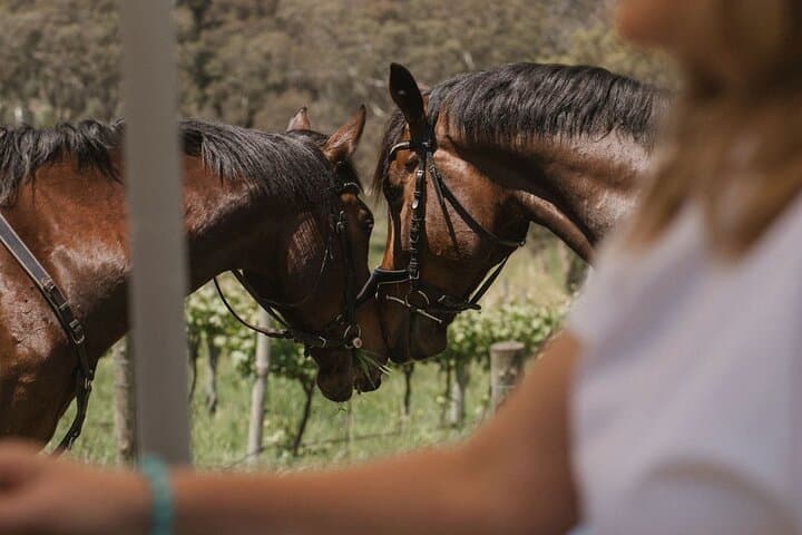 Adelaide Hills Romantic Horse Trail Ride with Wine, Food & Private Tasting photo 2