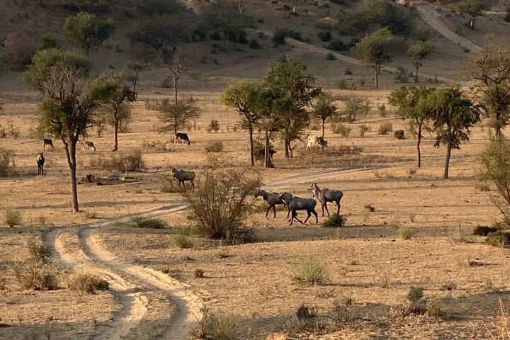 Overnight Desert Stay & Sunrise Camel Safari from Jodhpur photo 5