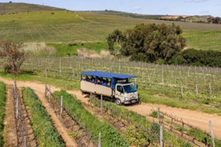 Durbanville Wine Valley Group Tour — Cape Town Vineyard Tasting with Transfer photo 2