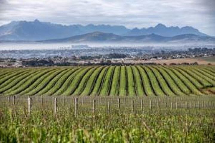 Durbanville Wine Valley Group Tour — Cape Town Vineyard Tasting with Transfer