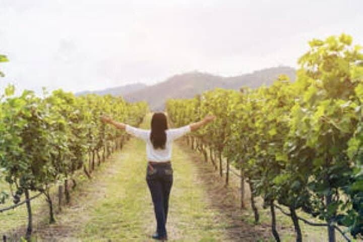 Durbanville Wine Valley Group Tour — Cape Town Vineyard Tasting with Transfer photo 4