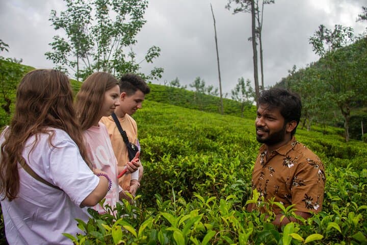 Ella Ceylon Tea Plantation Tour: Art, Science & Tasting in the Hill Country