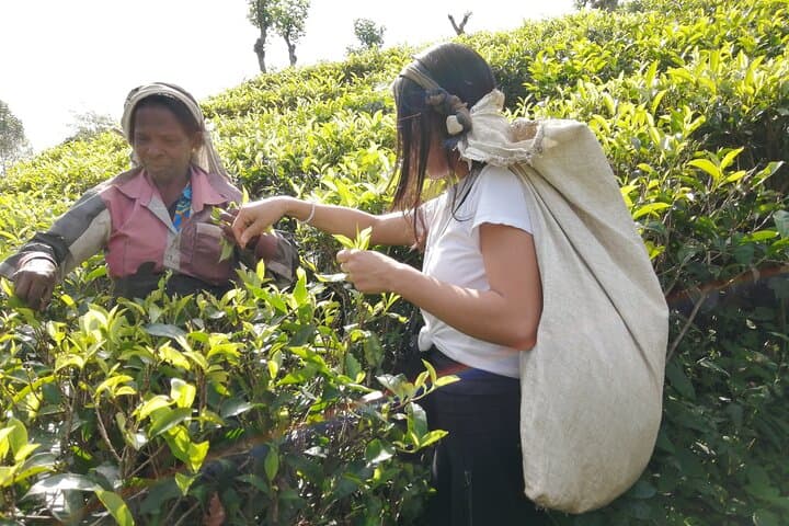 Ella Ceylon Tea Plantation Tour: Art, Science & Tasting in the Hill Country photo 2