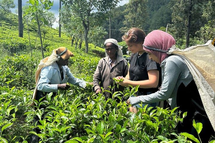 Ella Ceylon Tea Plantation Tour: Art, Science & Tasting in the Hill Country photo 3