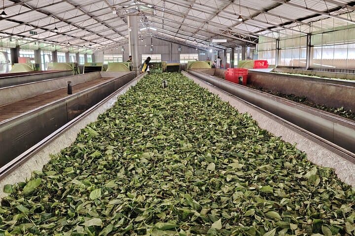 Ella Ceylon Tea Plantation Tour: Art, Science & Tasting in the Hill Country photo 5