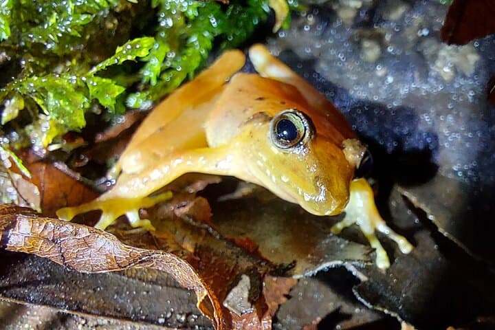 Night Hike at Finca Lantana Monteverde: Guided 2-Hour Nocturnal Wildlife Walk photo 5