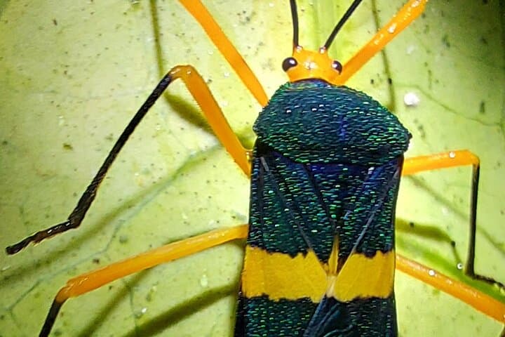 Night Hike at Finca Lantana Monteverde: Guided 2-Hour Nocturnal Wildlife Walk photo 6