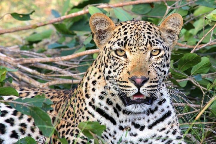 Aquila Game Reserve Big 5 Safari from Cape Town photo 5