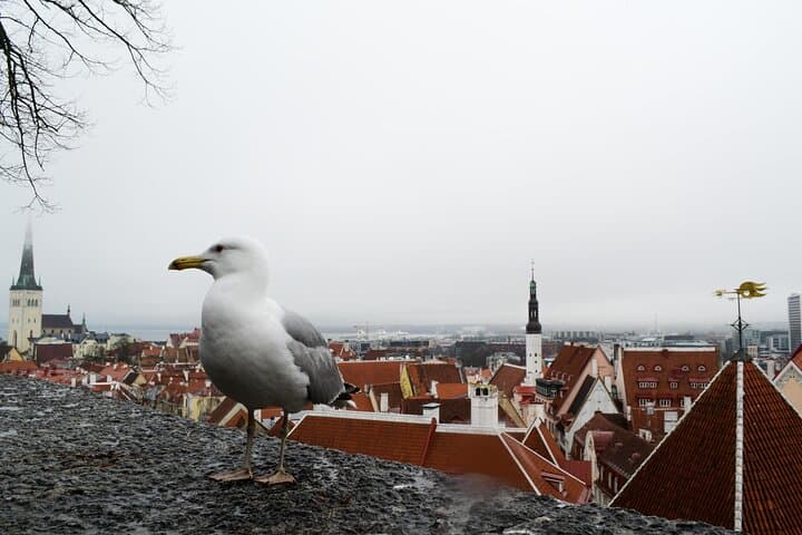 Tallinn Old Town & Jägala Waterfall Day Trip — Medieval Rooftops and Estonia's Largest Cascade