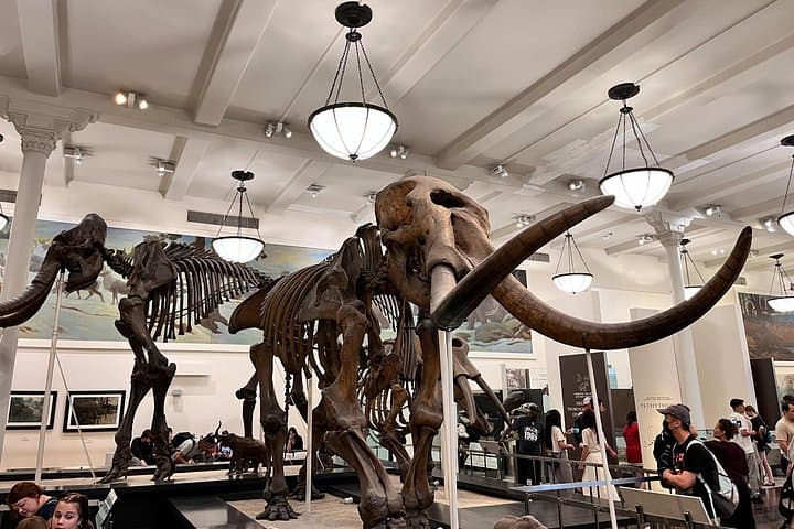MoMA & American Museum of Natural History Combo Tickets — Skip the Line in NYC photo 4