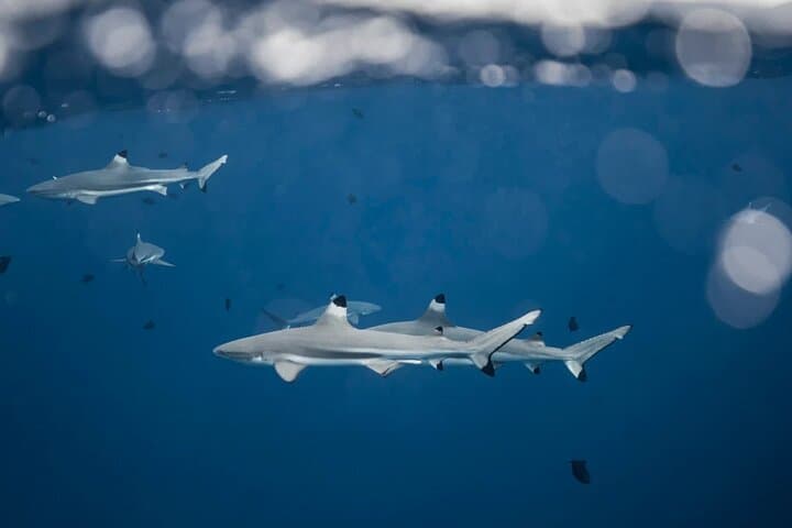 Moorea Freediving & Snorkel Half-Day: Boat Tour with Rays, Turtles & Sharks photo 3