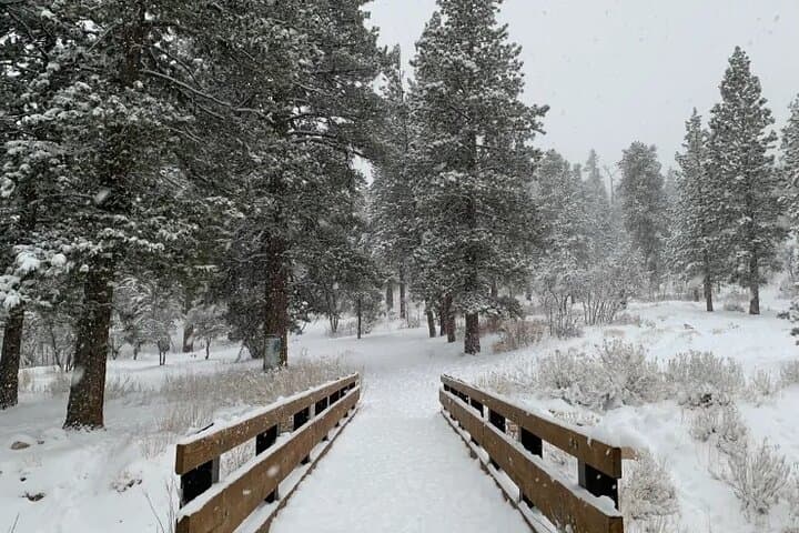 Ultimate Snowplay Adventure at Mount Charleston — Day Trip from Las Vegas
