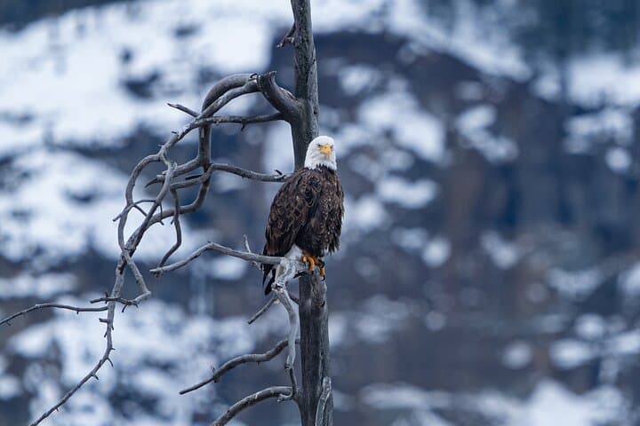 Master Wildlife Photography on a 3-Day Yellowstone Adventure photo 6