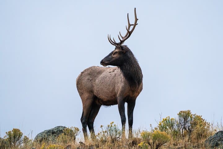 Master Wildlife Photography on a Full-Day Guided Tour in Yellowstone National Park photo 4