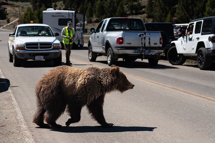 Master Wildlife Photography on a Full-Day Guided Tour in Yellowstone National Park photo 5