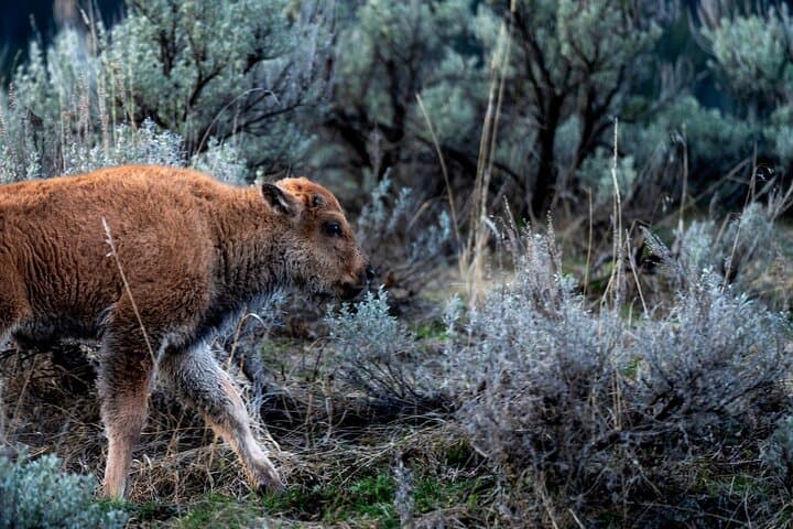 Master Wildlife Photography on a Full-Day Guided Tour in Yellowstone National Park