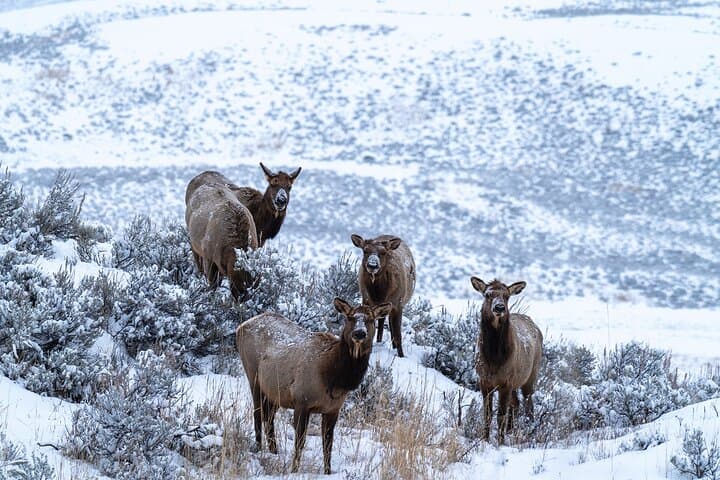 Master Wildlife Photography on a 3-Day Yellowstone Adventure photo 5