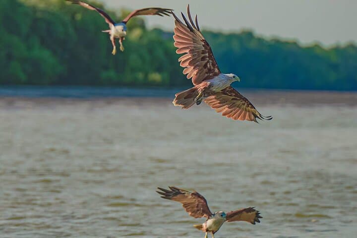 Kuala Selangor Fireflies Boat Tour: Evening Eagle Watching & Seafood Dinner photo 2