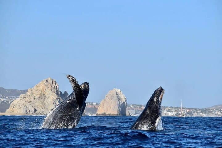 Cabo Whale Watching Cruise: Best Los Cabos Whale Watching (Dec–Mar) photo 2