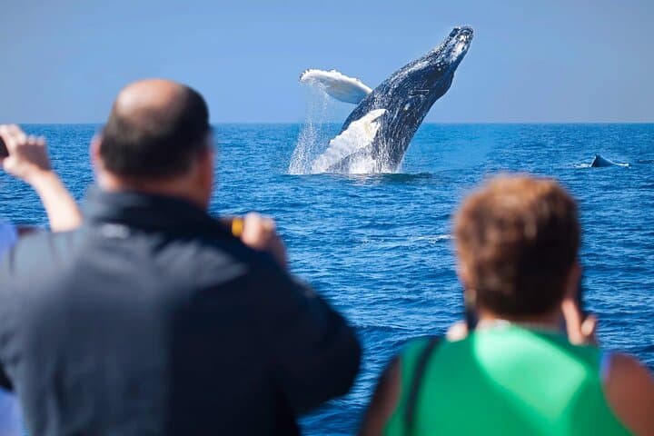 Cabo Whale Watching Cruise: Best Los Cabos Whale Watching (Dec–Mar)