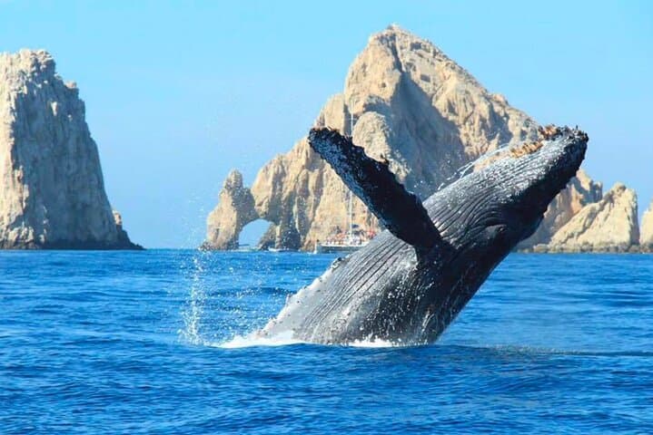 Cabo Whale Watching Cruise: Best Los Cabos Whale Watching (Dec–Mar) photo 3
