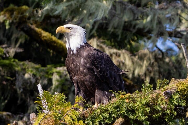 Exploring Alaska’s Ocean Wilderness: Zodiac Adventure from Ketchikan photo 6