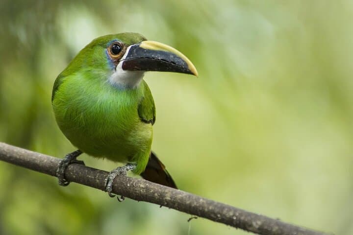 Finca El Pilar Birdwatching and Scenic Trail Near Antigua Guatemala photo 2